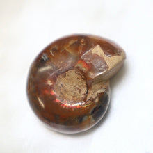 Load image into Gallery viewer, Opalized Ammonite - The Gem Mine