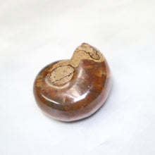 Load image into Gallery viewer, Opalized Ammonite - The Gem Mine
