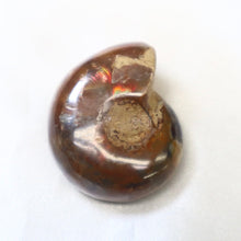 Load image into Gallery viewer, Opalized Ammonite - The Gem Mine
